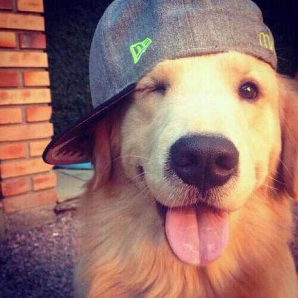 求一张带帽子的狗狗的图片如图