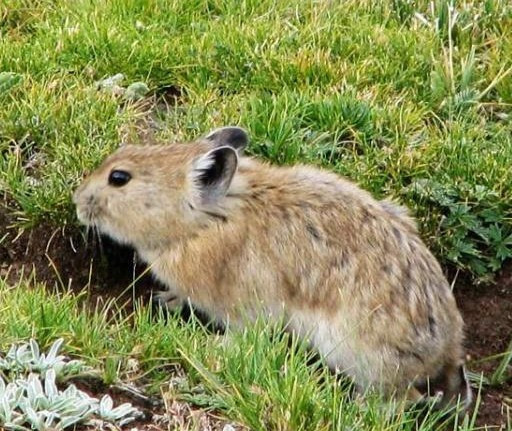 鼠兔是什么样的动物