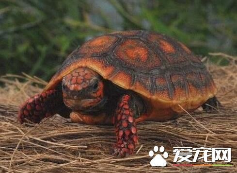 宠物龟寿命 有的乌龟寿命可达100到150年