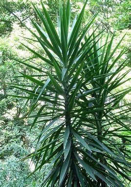 细尖长的叶子是什么植物