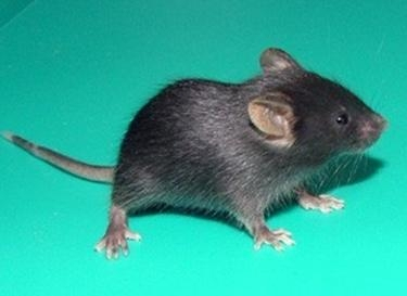 什么是C57小鼠?