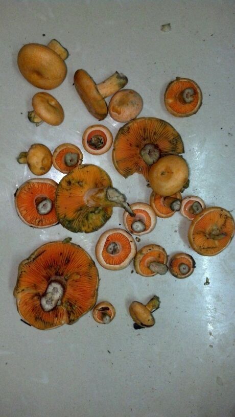 老家的松花菌学名是什么啊