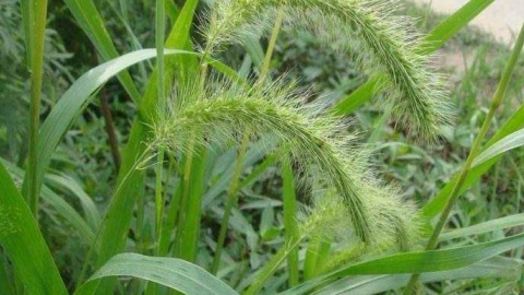  b>狗尾 /b>巴草是个"宝",很多人却不知道,快告诉家人