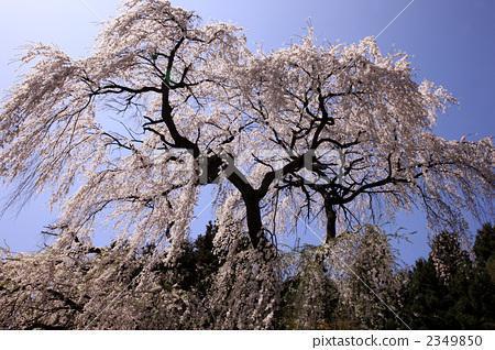 樱花树和樱桃树是一棵树吗?