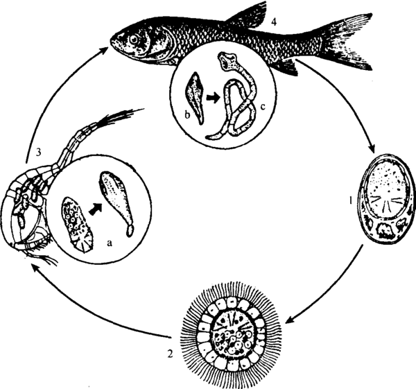 人吃了这种鱼鱼可能会被感染寄生虫          