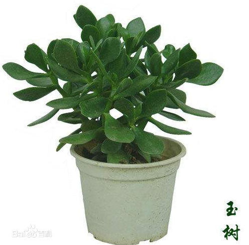 盆景玉树有毒吗