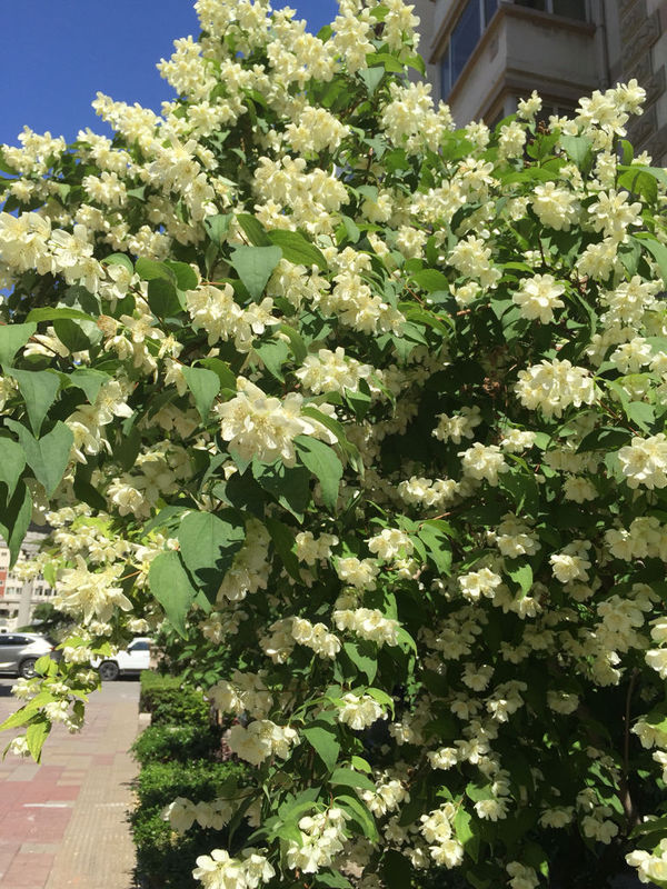 灌木白花4瓣很香什么花