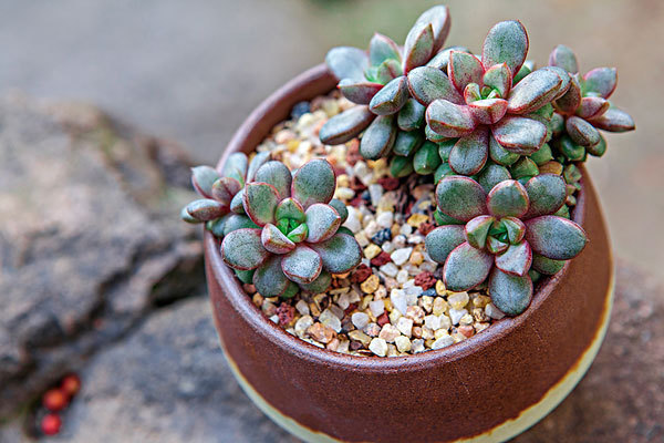 最好养的多肉,落地生根,那些把多肉养死的都是