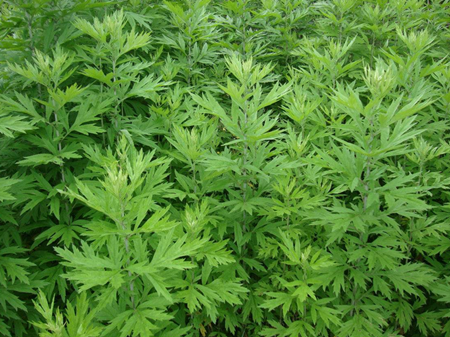 孕妇湿疹麻疹用什么药