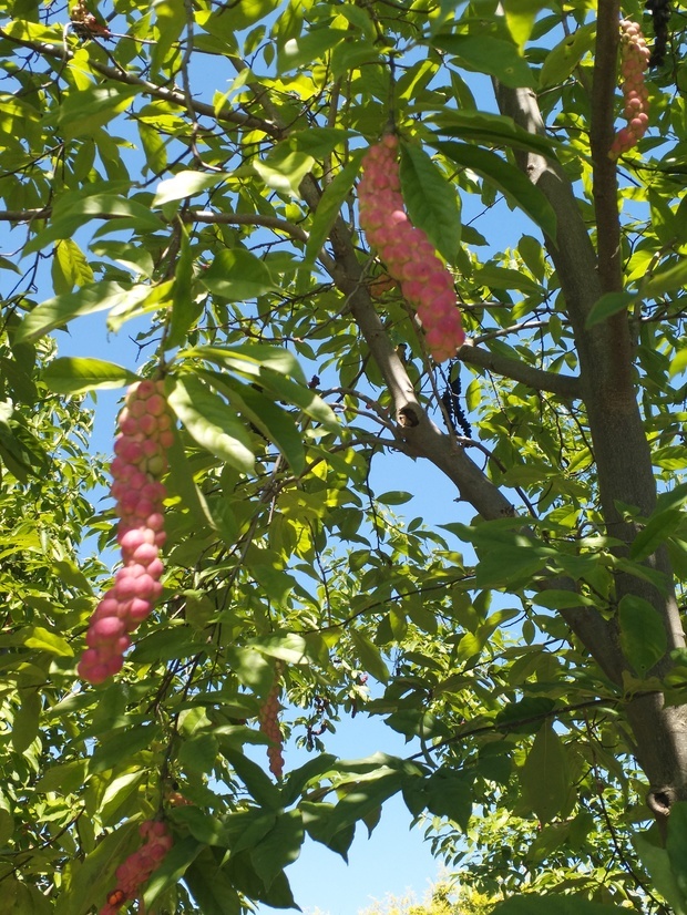 这是什么树啊?长在公园里的,一长串红色的果子