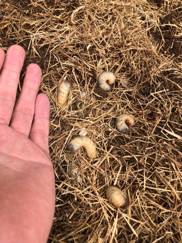 这从土里挖出来的是什么虫子(见图)