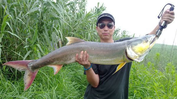 cyprinidae     鳡属    elopichthys      鱼类 下图为    鳡鱼