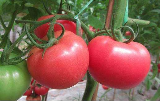 5米的时候进行摘心打顶.对于双干整枝法的西红柿,一般在留够足