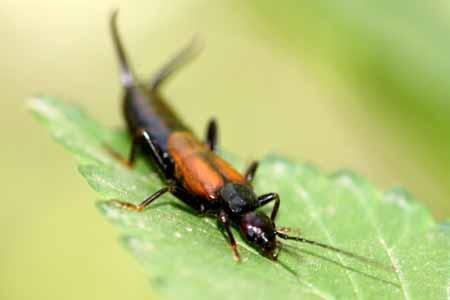 这种虫子有点像隐翅虫,但是尾部开叉,哪位知道这是什么虫子?
