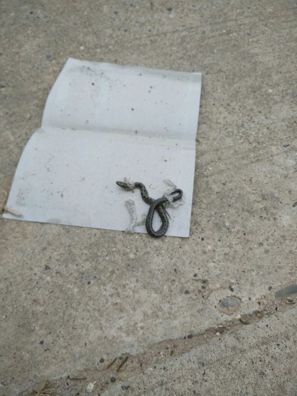 这是什么蛇.三角头幼蛇有毒吗