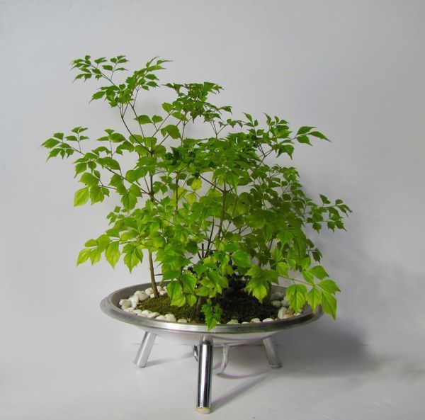 又名蜘蛛抱蛋,别名大叶万年青,竹叶盘,九龙盘,竹节伸筋等,为天门冬