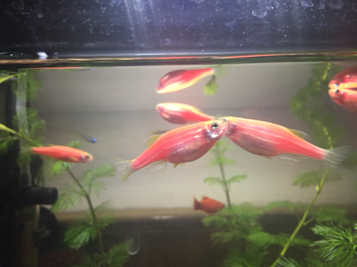 请高手帮忙鉴别一下我养的红斑马鱼是不是怀上