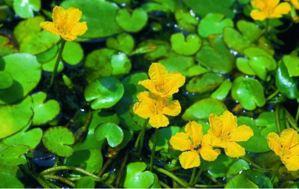 荇草是啥草图片是啥样子