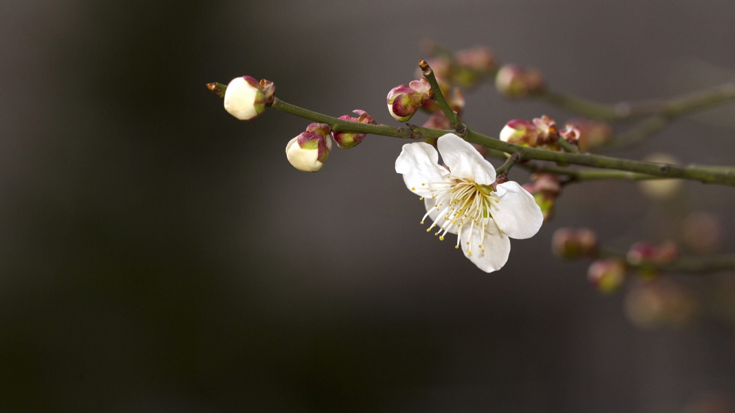 白梅花香自苦寒来[图10]