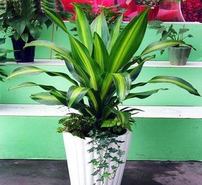 巴西铁树用扦插法进行繁殖要多久才生根?