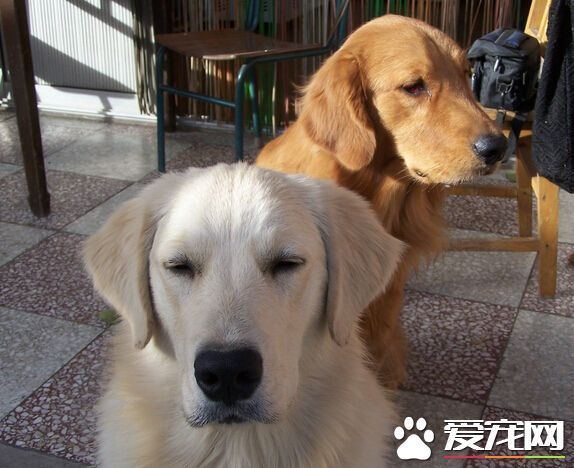 狗可不可以吃花生 可以吃但是不能吃太多