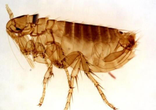 跳蚤的克星是什么?