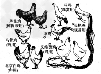 下图为原鸡(野生鸡)和几个品种鸡,认真观察,思考并回答下列问题.
