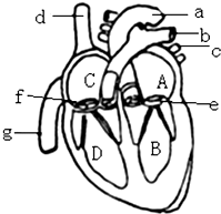 如图是人体心脏结构示意图据图回答下列问题1体循环开始于结束于2肺