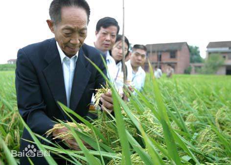 墾稻26水稻品種適合白城地區種植嗎?