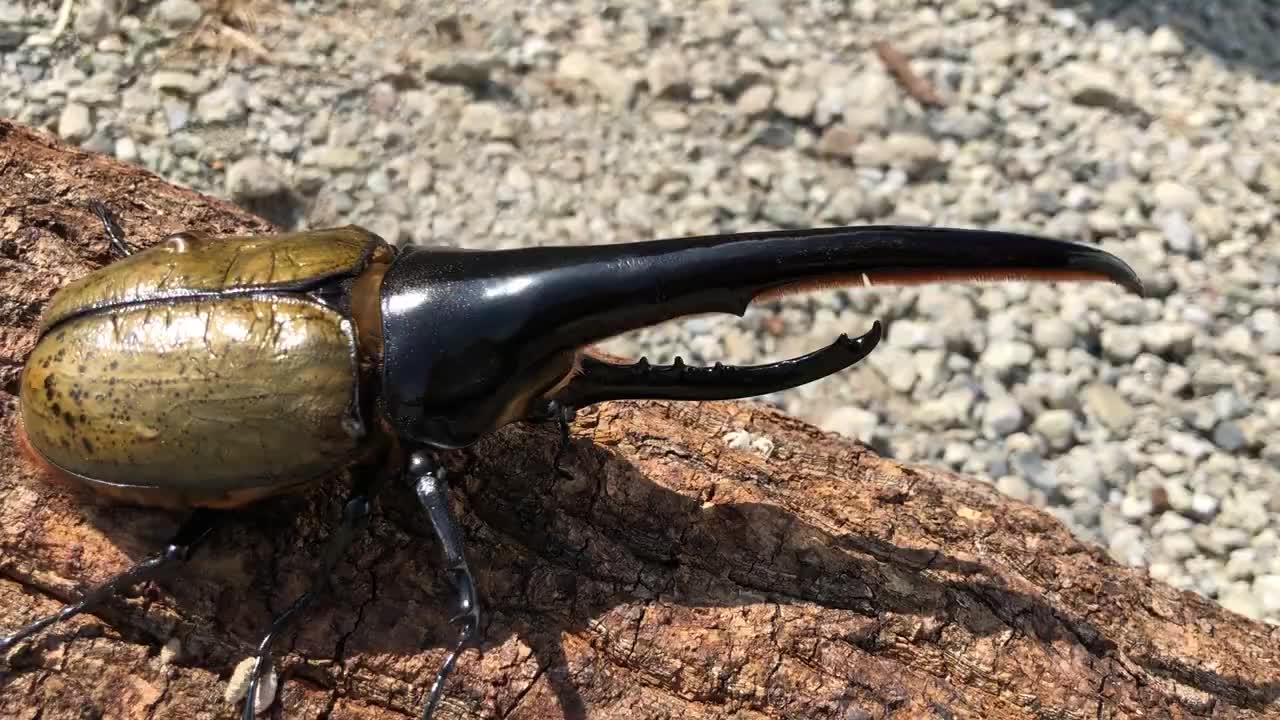 (搬运)河野本家出售的长戟大兜虫个体