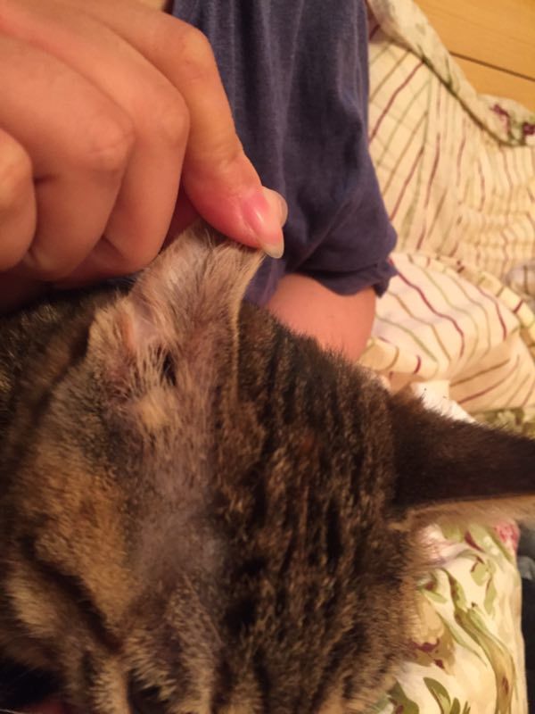 猫这边秃了啥问题啊