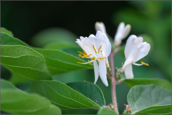 忍冬花是什么?