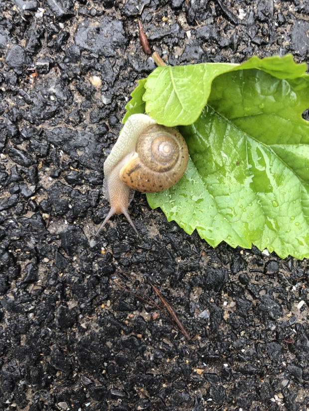 这是什么蜗牛?可以放在鱼缸里养吗?