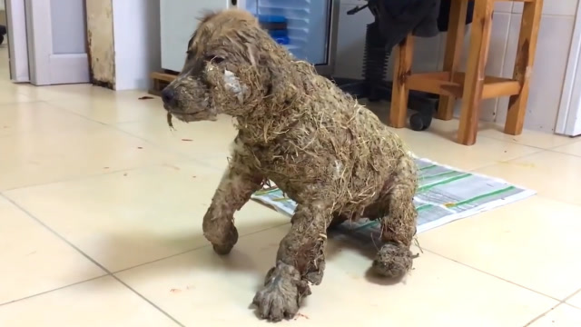 男子捡到一只流浪狗,全身被胶水粘住眼睛都睁不开,让人痛心