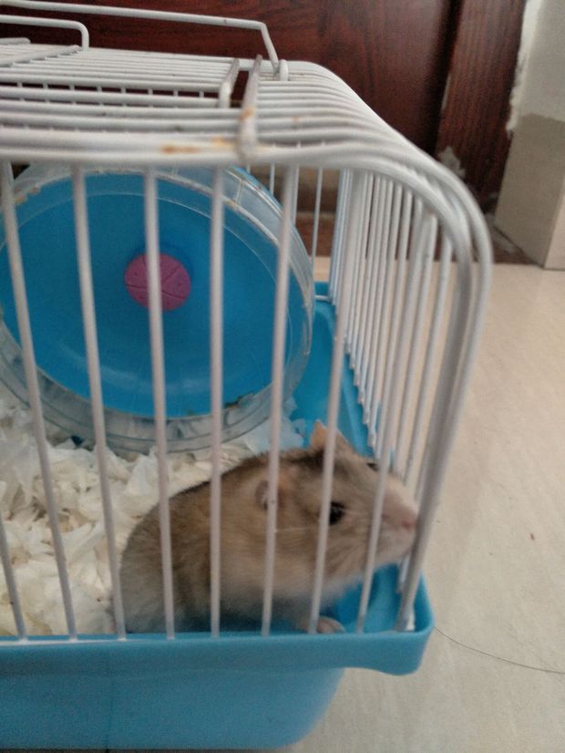 秋冬天仓鼠吃什么?怎么样不会冷?