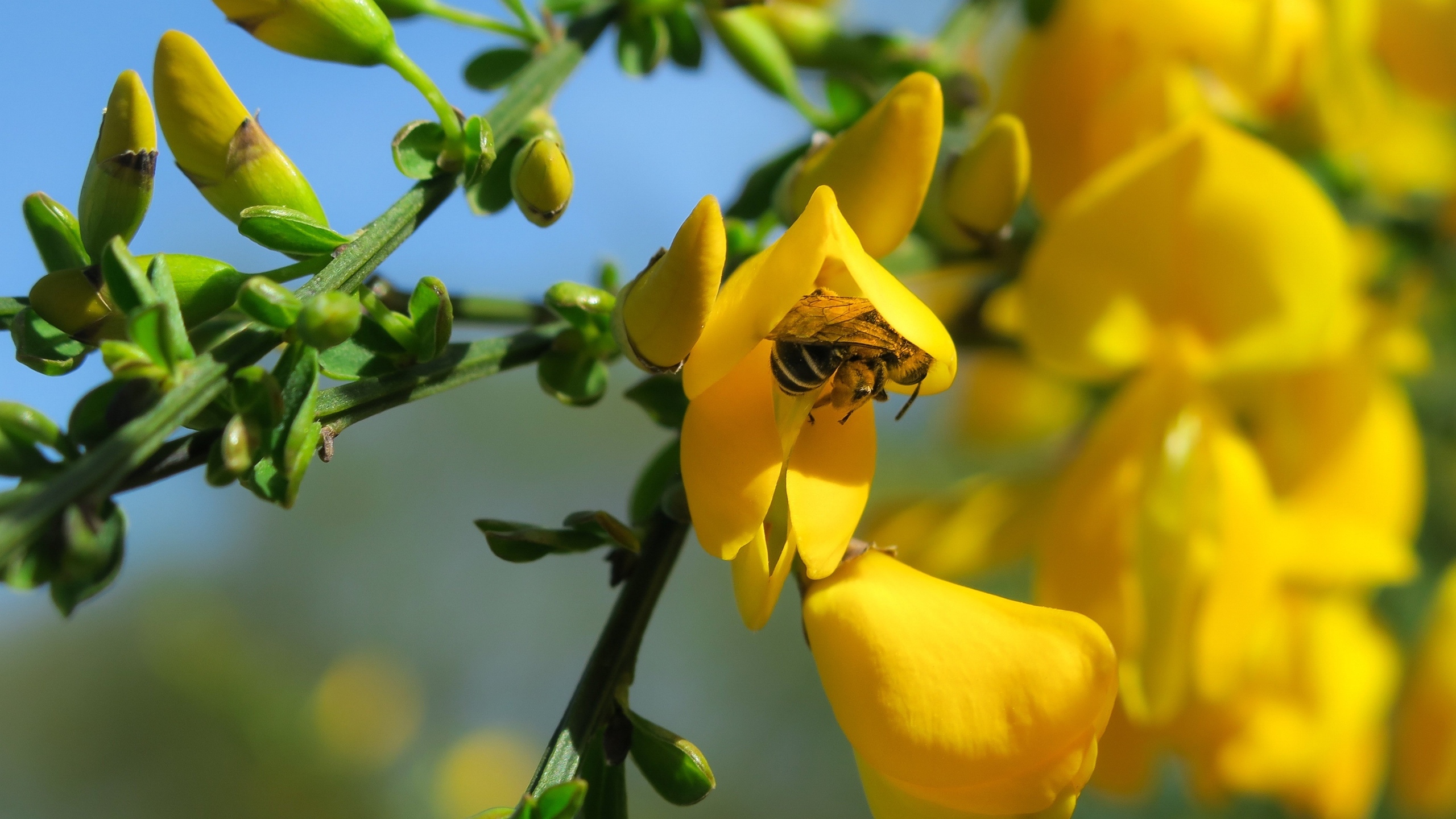 黄色金雀花花卉桌面壁纸[图3]