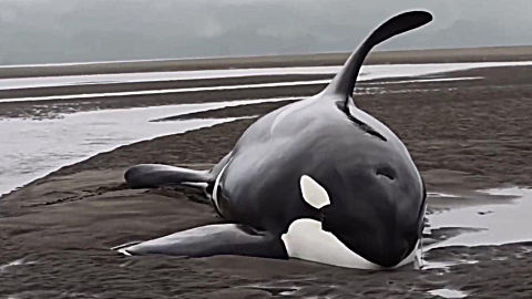 虎鲸追杀猎物不幸搁浅在沙滩上 只能等死 流下了悲伤的泪水