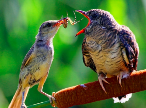 鸟有反哺之义,羊有跪乳之恩是什么意思