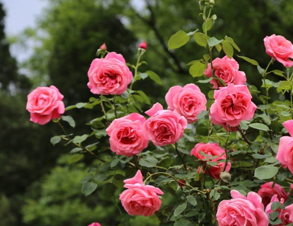 什么花四季常开?