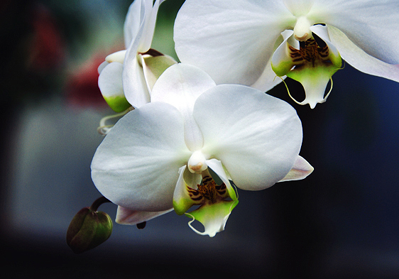 这个花是叫白蝶兰吗?哪里有卖?