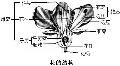 如图是桃花的结构请据图回答下列问题(1)一朵花中的主要部分是花蕊,它