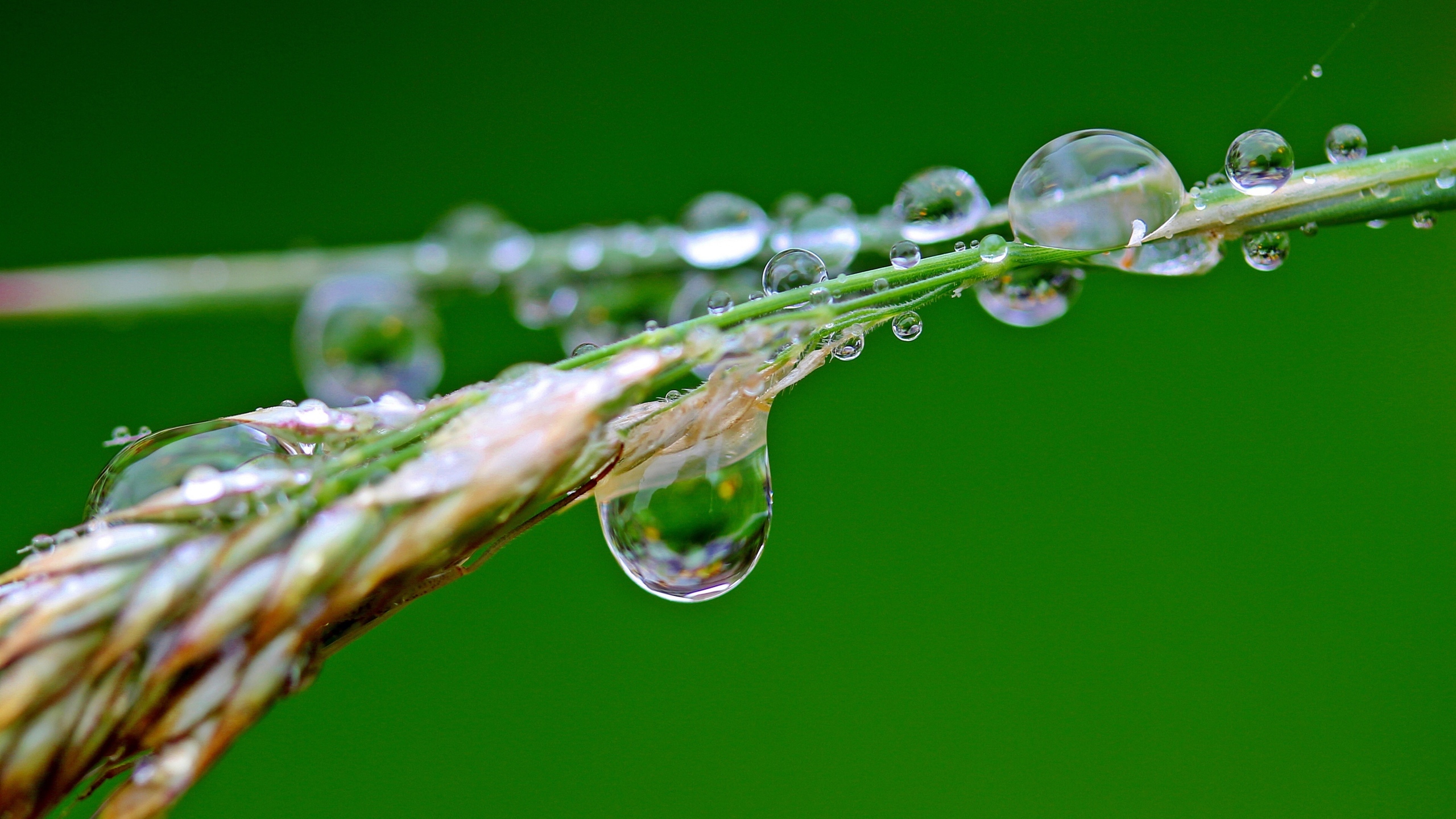 清晨植物上的露水图片[图4]