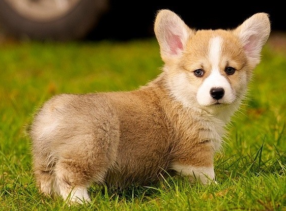 科基犬生下来有尾巴吗吗?