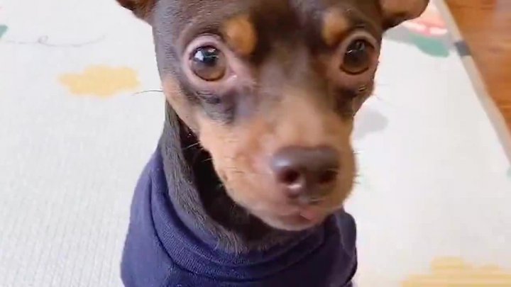 主人穿上五指袜,啵啵乐拼命 往下薅,下一秒主人笑喷了