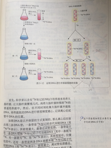 高中生物~请问关于DNA半保留复制的两个实验里，为什么N15\/N15的密度最大?第一次复制完了以后