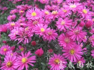 荷兰菊花朵枯萎了,需要减掉枯黄的花朵吗?