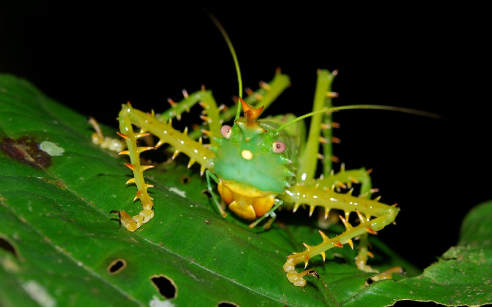 【panacanthus cuspidatus】性情凶猛的尖刺鬼王螽斯
