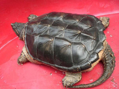 家里养了两年的大鳄龟想打算杀了吃。要怎么杀