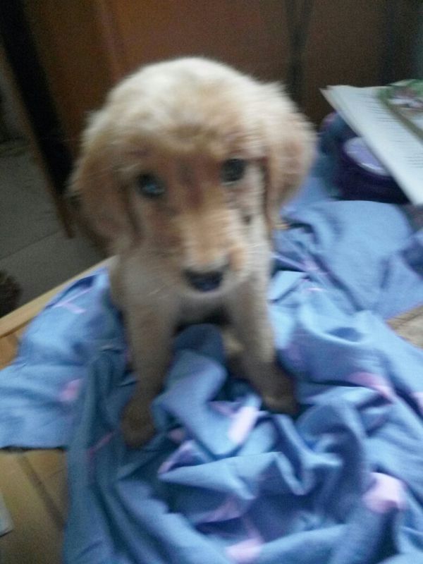 两个月小金毛有眼屎有泪痕怎么办