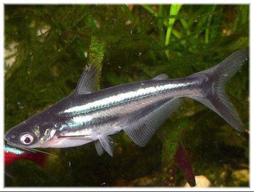 谁知道这是什么鲨,鱼店老板说是虎头鲨,我也不懂